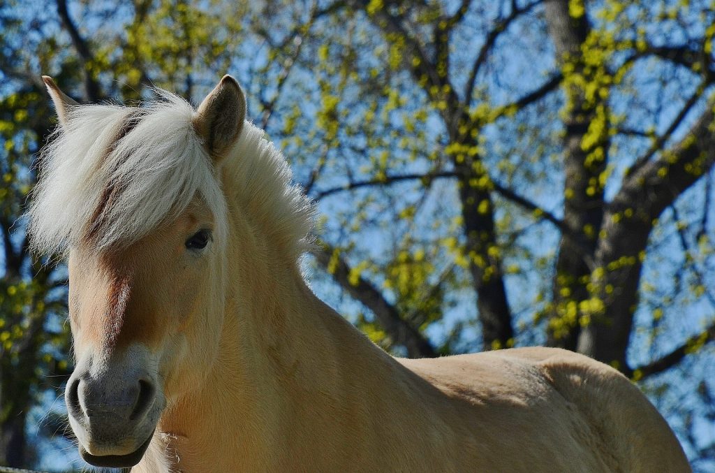 8 Cuidados básicos de los caballos que todo dueño debe conocer