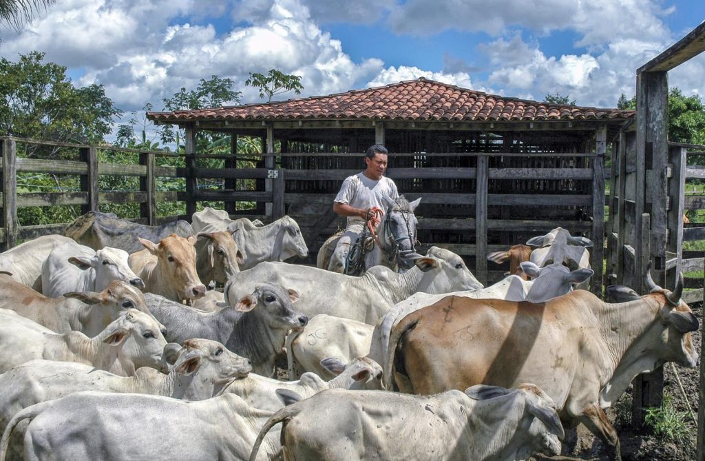 América Latina apuesta por una ganadería más sostenible.