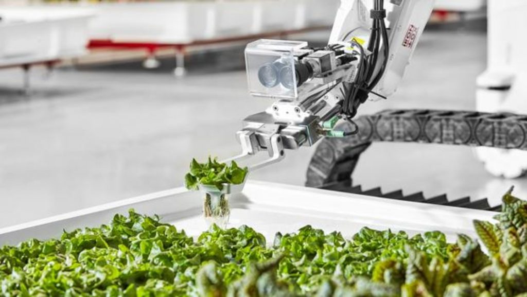 Cómo estos robots recolectores de lechugas están transformando la agricultura en una granja ‘manos libres’.