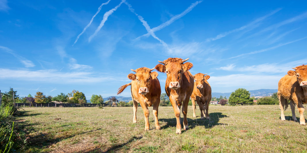 panorama-del-sector-pecuario