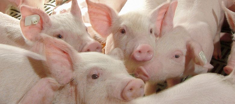 Todos podemos prevenir la entrada de la PPA a México