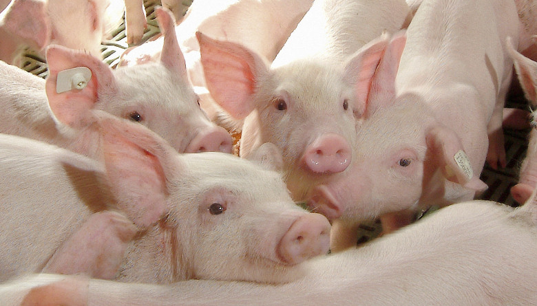 La Peste Porcina Africana (PPA) es una enfermedad altamente contagiosa y letal que afecta exclusivamente a cerdos y jabalíes,