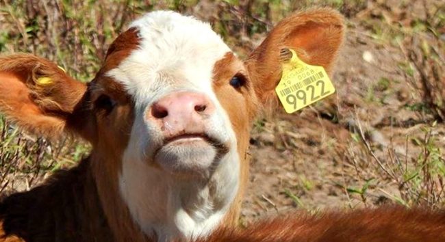 Sader desarrolla mecanismo para identificación y trazabilidad de reses para el 2022 Sader desarrolla mecanismo para identificación y trazabilidad de reses para el 2022