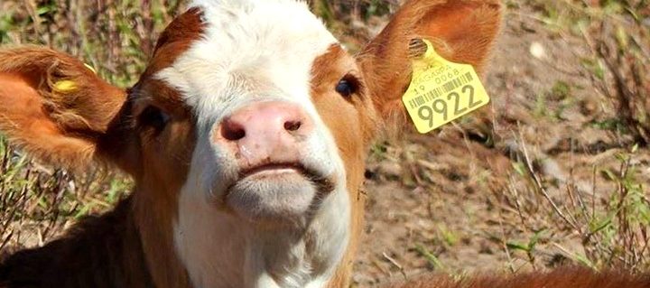 Sader desarrolla mecanismo para identificación y trazabilidad de reses para el 2022