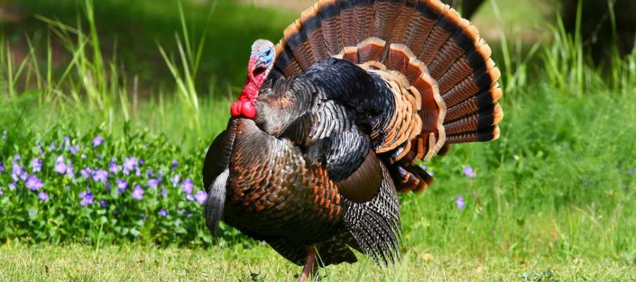 Guajolote, el moustro del campo mexicano