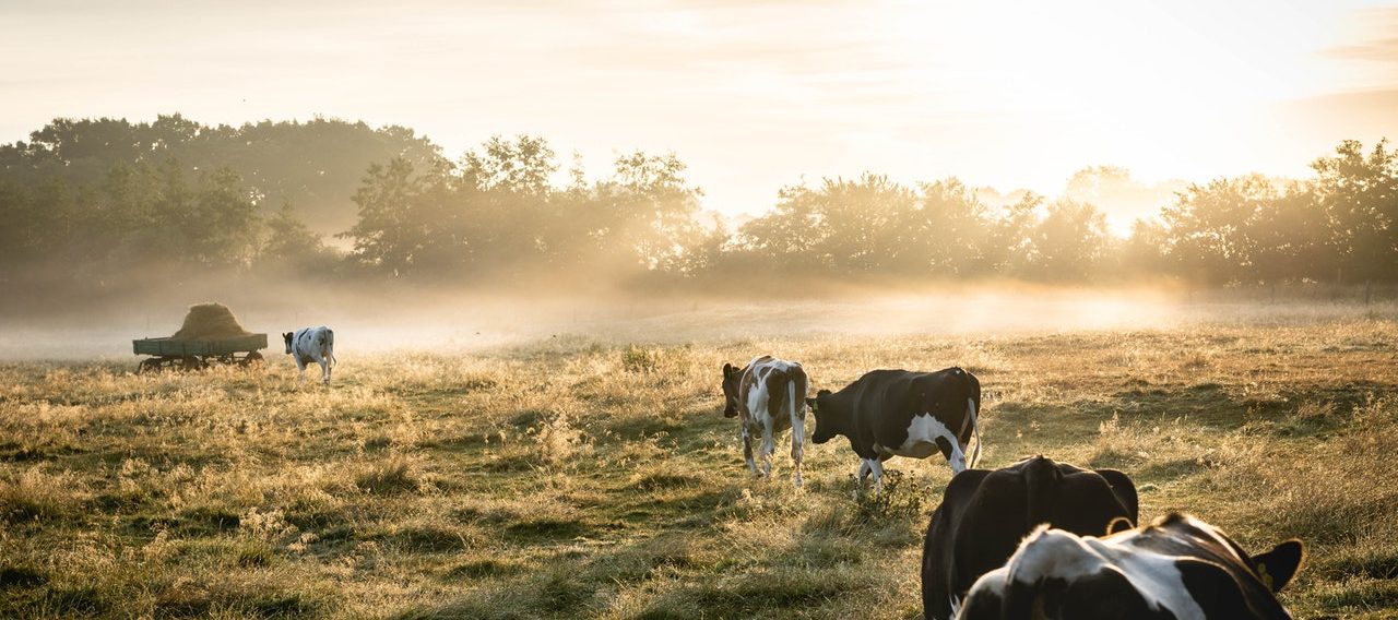 La Tuberculosis bovina en México