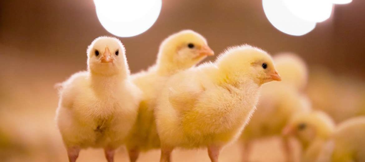 Newcastle, una enfermedad controlada pero aún en vigilancia.