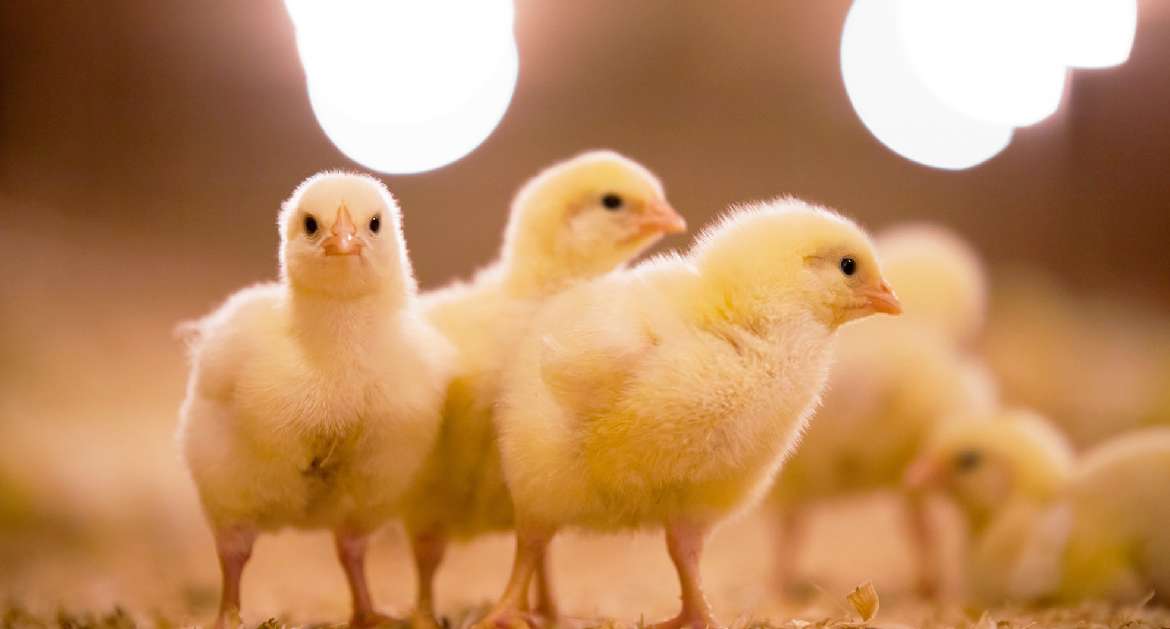 Newcastle, una enfermedad controlada pero aún en vigilancia.