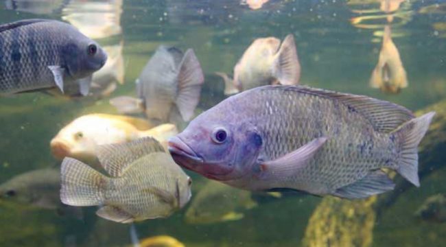 Tilapia Acuacultura