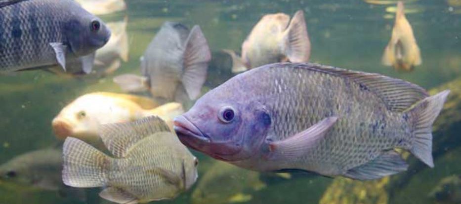 Tilapia Acuacultura