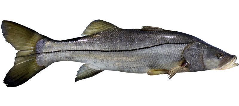 Robalo, la especialidad del Golfo Mexicano 2022