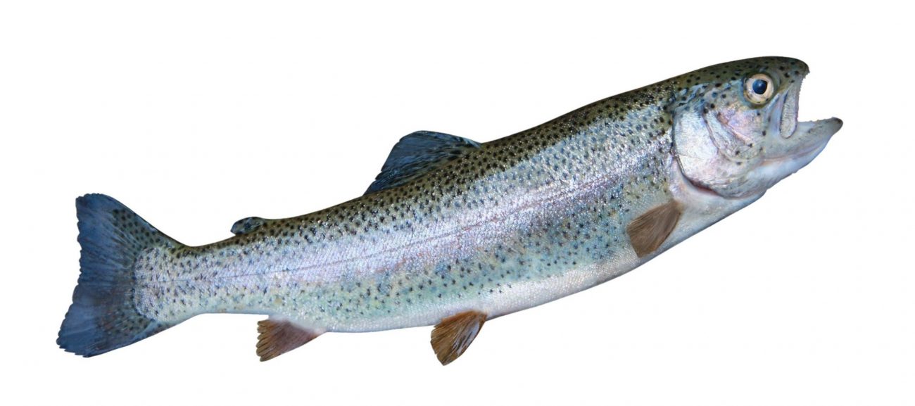 Trucha mexicana